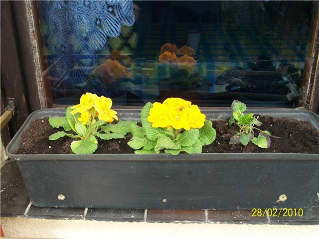 jaglac - lat. primula vulgaris 